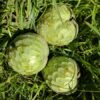 CHIRIMOYAS