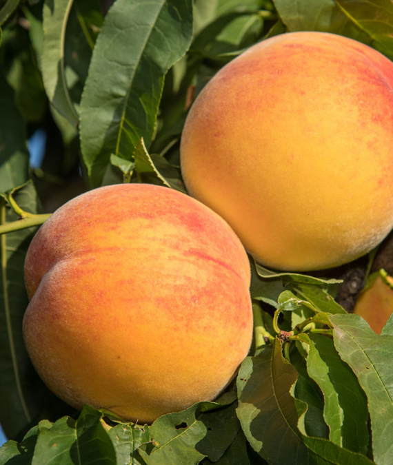 MELOCOTÓN AMARILLO