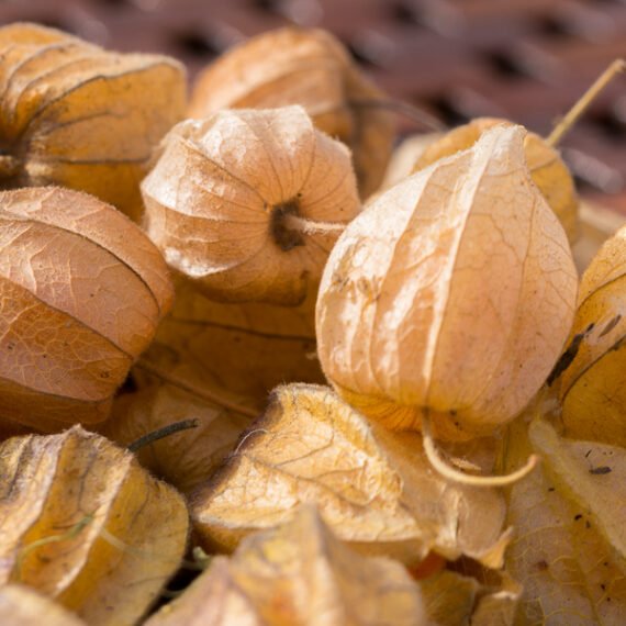 PHYSALIS