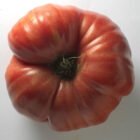 TOMATE DE ENSALADA - ROSADO Grande
