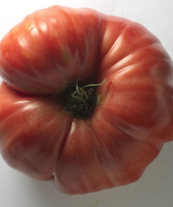 TOMATE DE ENSALADA - ROSADO Grande
