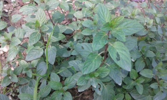MENTA fresca manojo 80gr