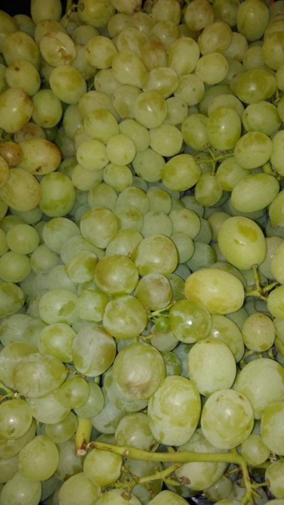 UVA BLANCA - Moscatel -