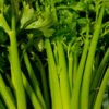APIO verde con Hojas