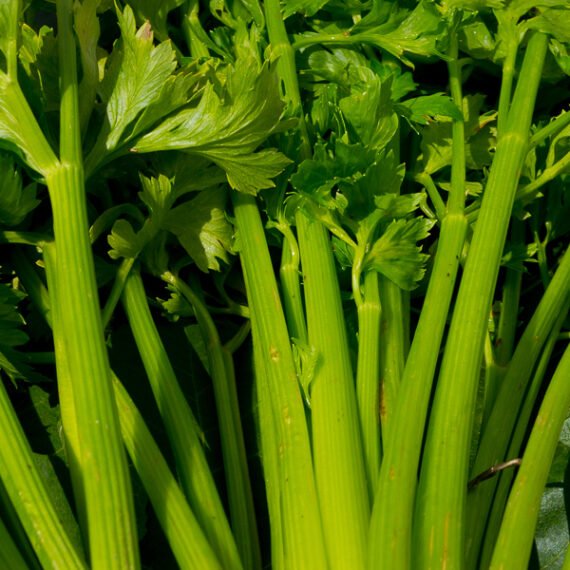 APIO verde con Hojas