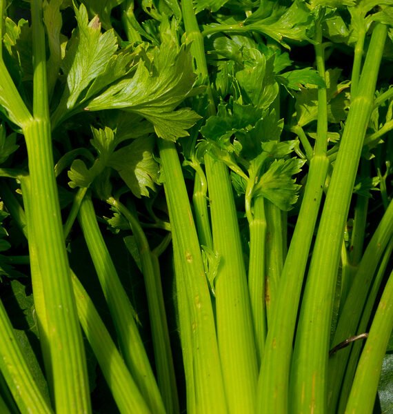 APIO verde con Hojas