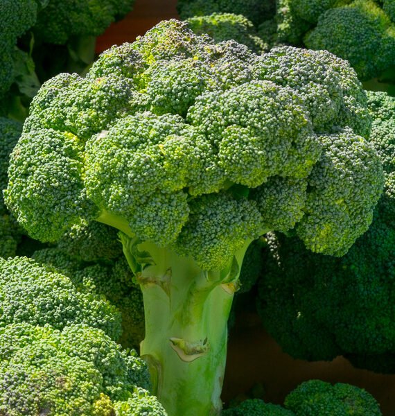 BROCOLI x kg. al peso
