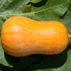 CALABAZA TIPO CACAHUETE
