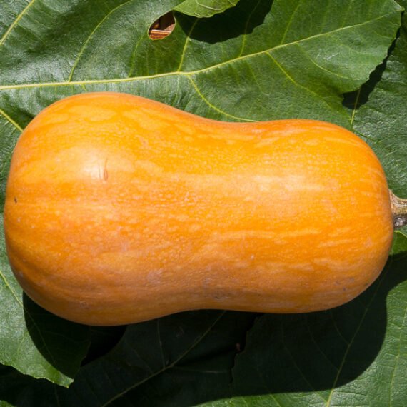 CALABAZA TIPO CACAHUETE