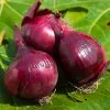 CEBOLLA MORADA