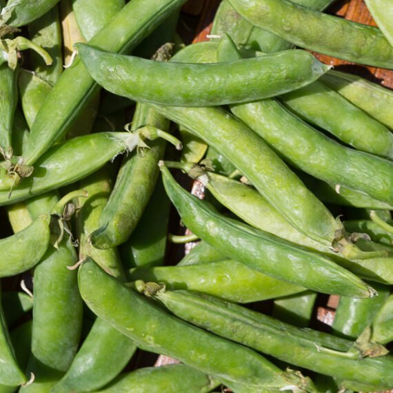 GUISANTES FRESCOS  Pack 400 GR