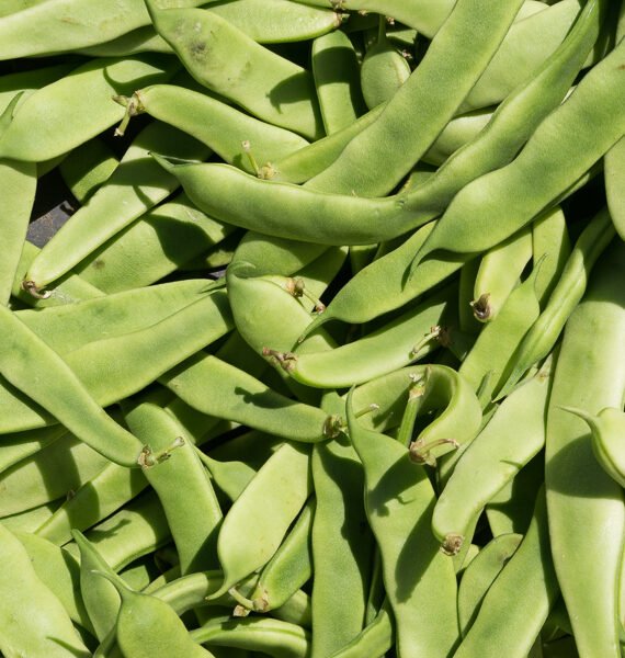 JUDIA VERDES Planas - Pack 400 g. -