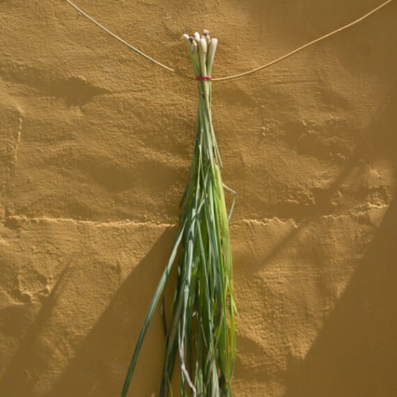 LEMON GRASS -  manojo
