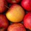 MANZANA ROYAL GALA