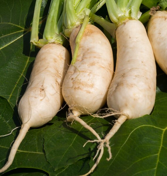 NABO BLANCO