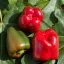 PIMIENTO ROJO - ASAR-