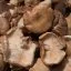 SETA SHIITAKE