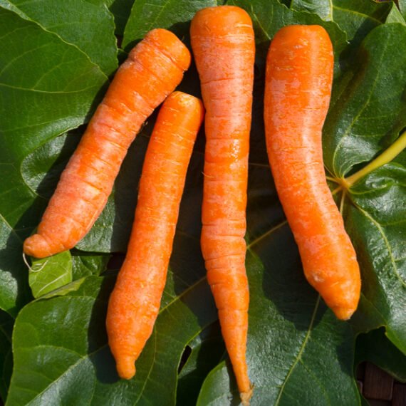 ZANAHORIAS