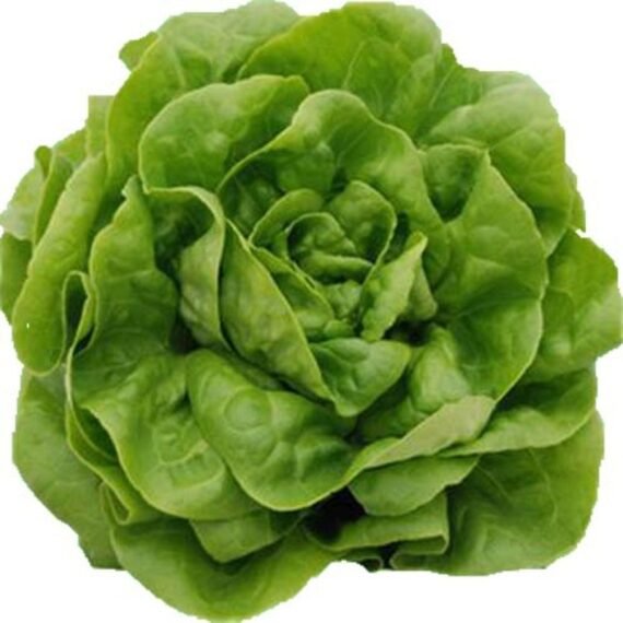 LECHUGA TROCADERO