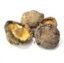 SETA SHIITAKE Deshidaratada  50 gr.