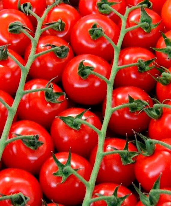 Tomate Cherry RAMA