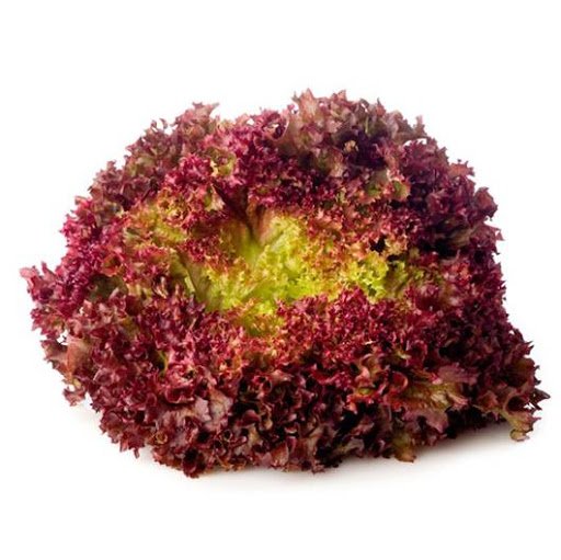 LECHUGA LOLLO ROSA