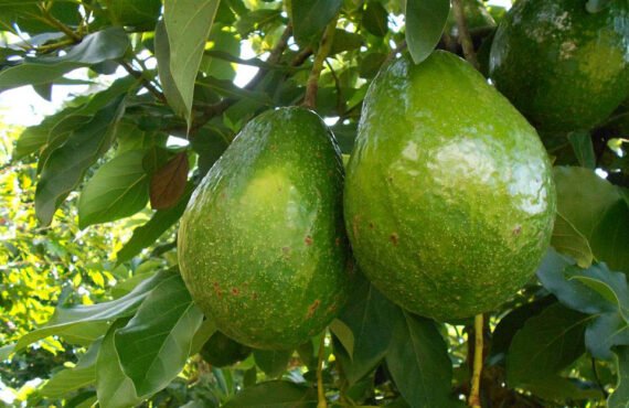 AGUACATE Liso GIGANTE - AVOZILLA