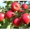 MANZANA CHOUPETTE