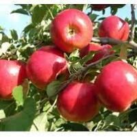 MANZANA CHOUPETTE