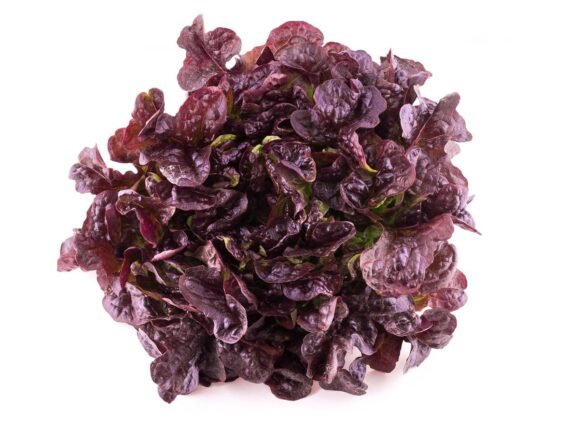 LECHUGA HOJA DE ROBLE Roja