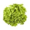 LECHUGA BATAVIA