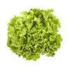 LECHUGA BATAVIA