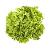 LECHUGA BATAVIA
