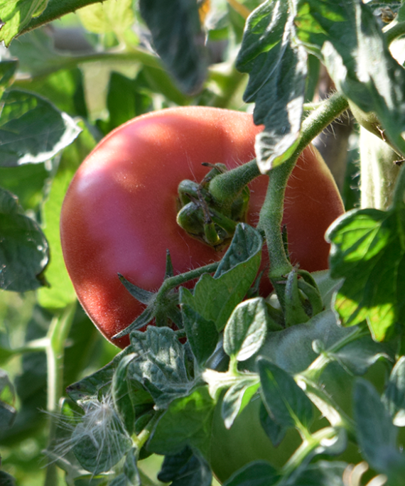 TOMATE MORENO de Aretxabaleta